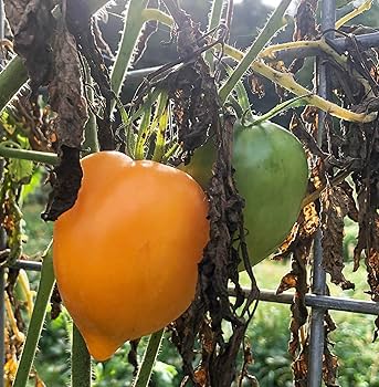 Amazon.com : Goldfish Tomato Seeds (Solanum lycopersicum